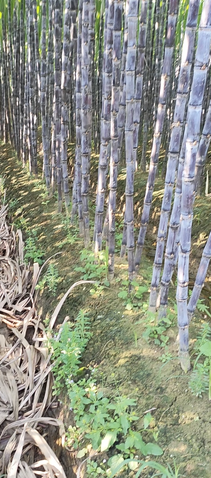 黑皮果蔗