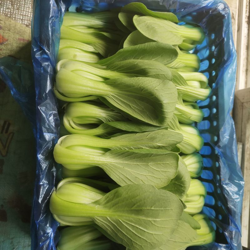 精品唐菜