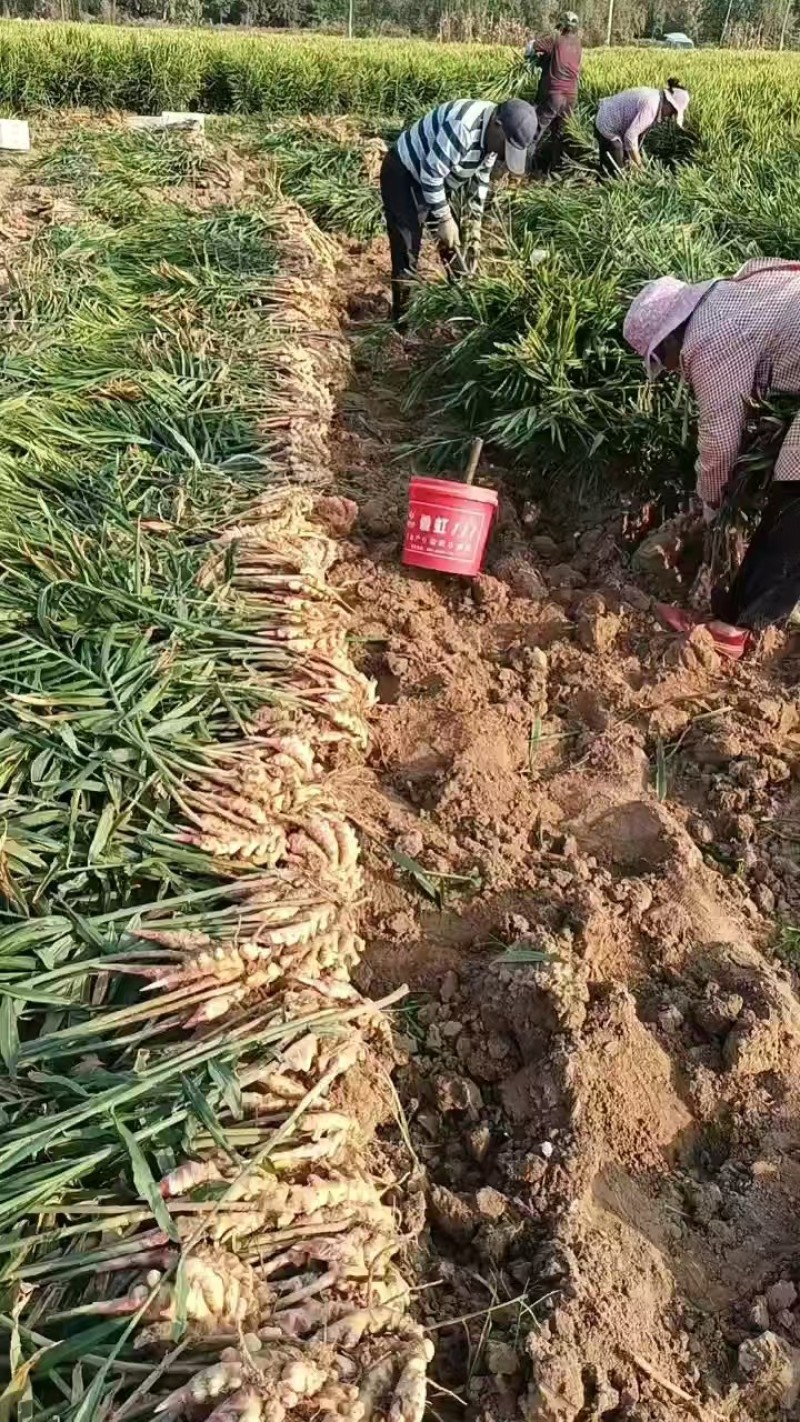 【山东生姜】日照鲜姜/鲜姜赶集货/电商团购一件代发便宜