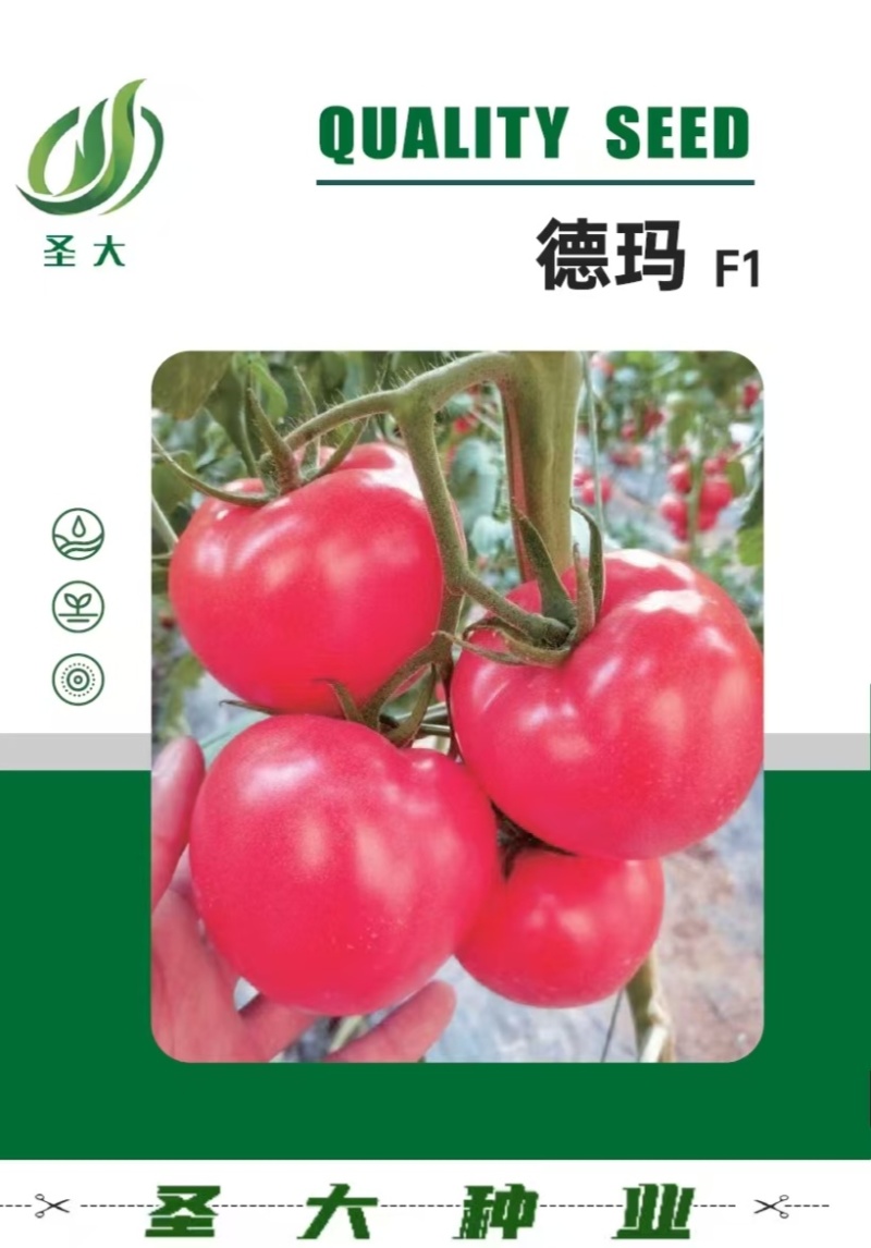 蕃茄种子，圣大硬粉德玛，中早熟品种，无限生长，抗病