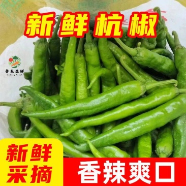 精品杭椒质量好品质优适合电超各大市场批发有售需要的联系