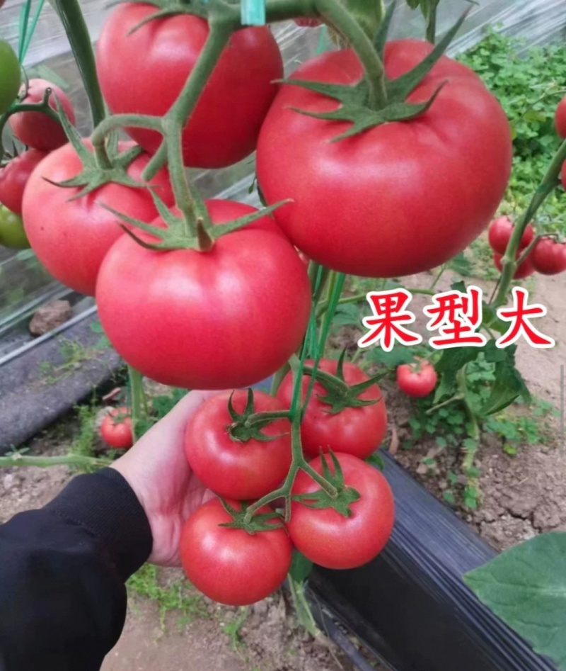 蕃茄种子，圣大硬粉德玛，中早熟品种，无限生长，抗病
