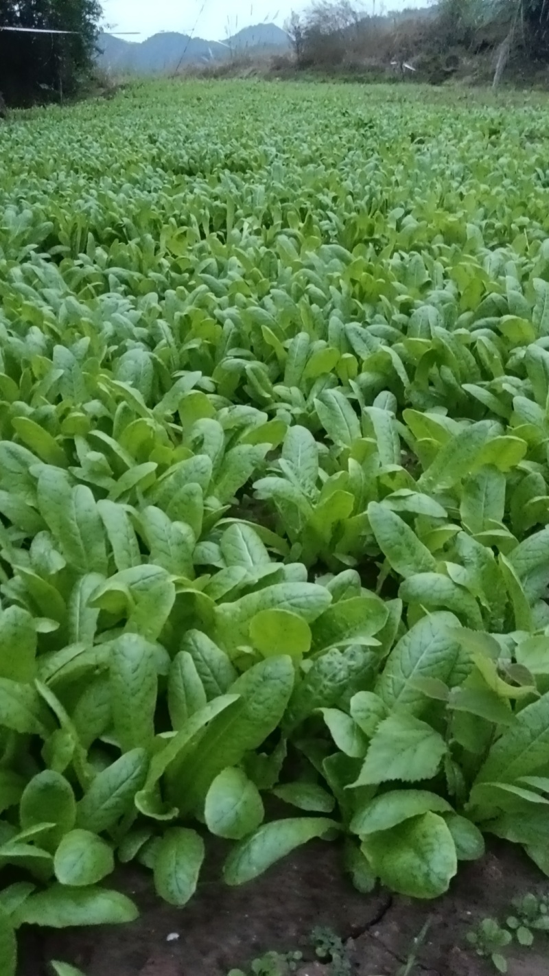 蔬菜苗