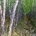 黑皮果蔗