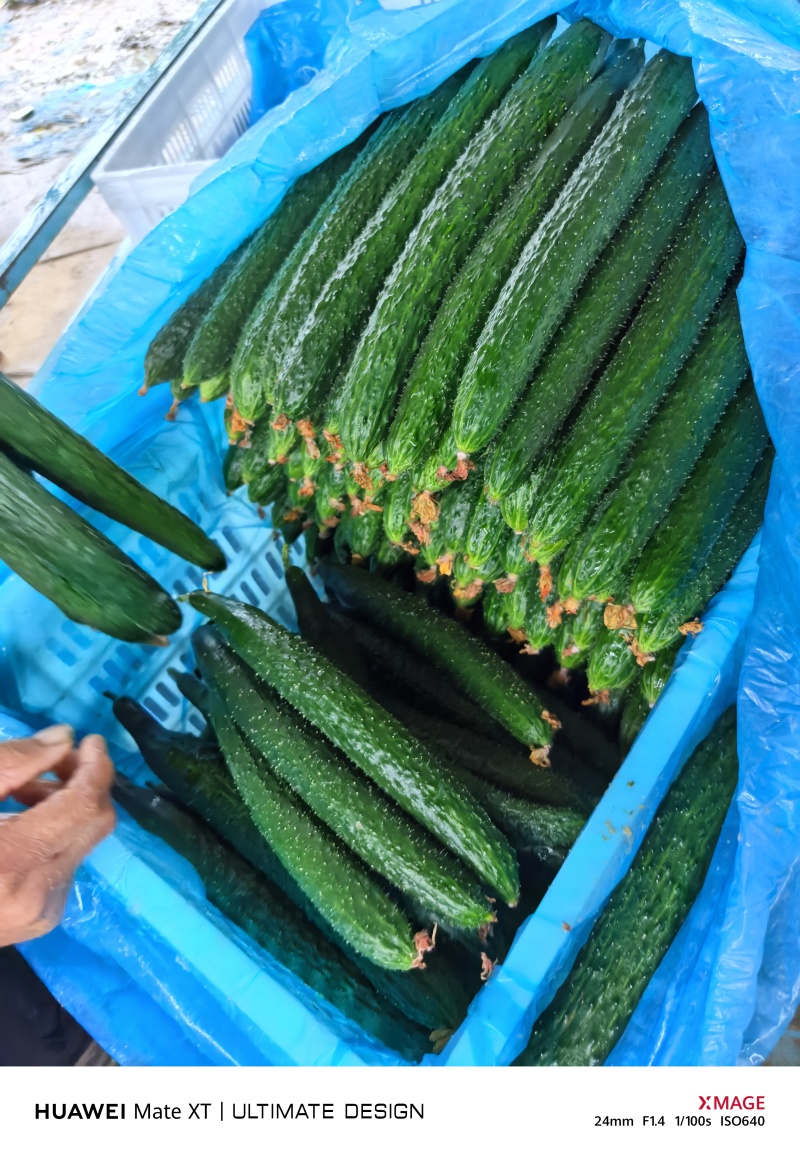 山东莘县大棚黄瓜