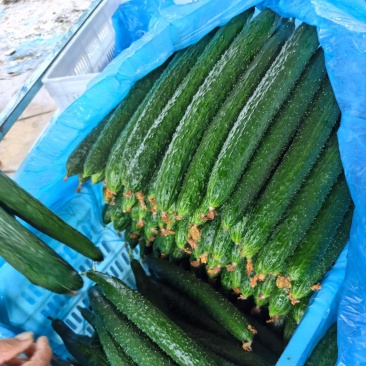 山东莘县大棚黄瓜
