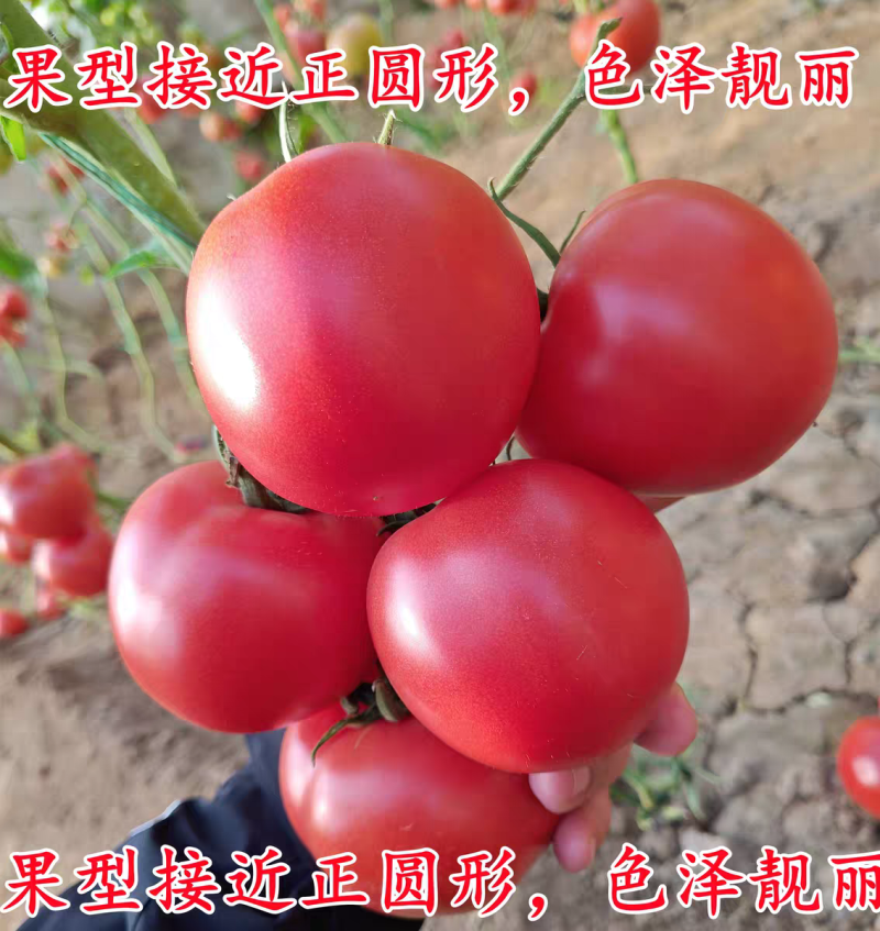 蕃茄种子，圣大硬粉德玛，中早熟品种，无限生长，抗病
