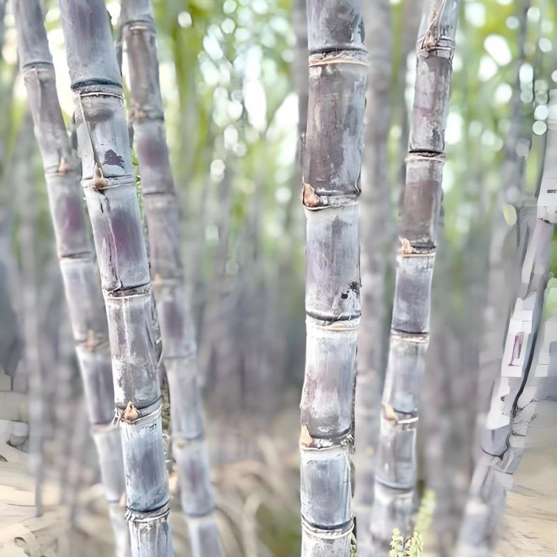黑皮果蔗
