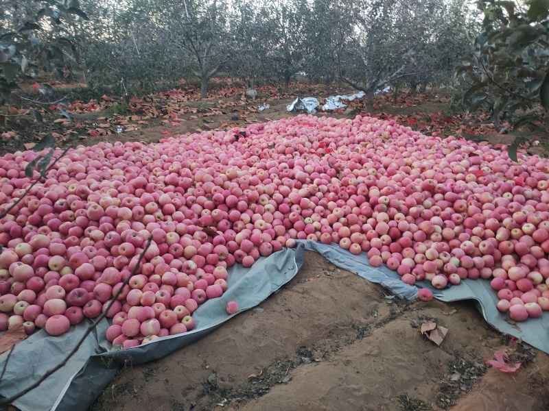 寒富苹果辽宁苹果产地直发品质保障对接全国量大优惠