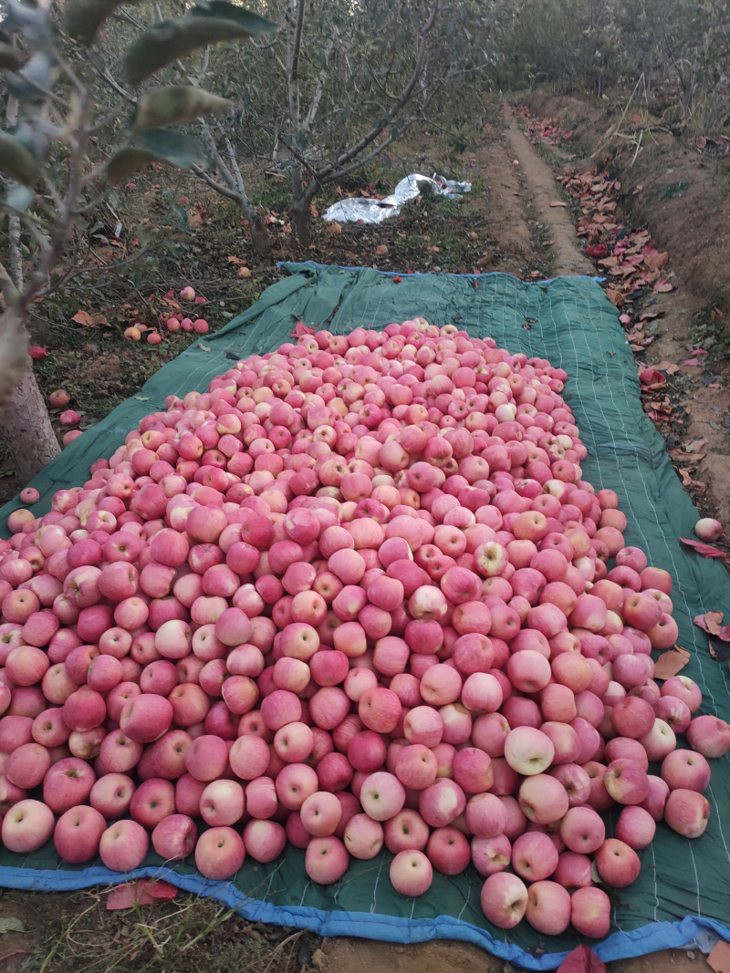 寒富苹果辽宁苹果产地直发品质保障对接全国量大优惠