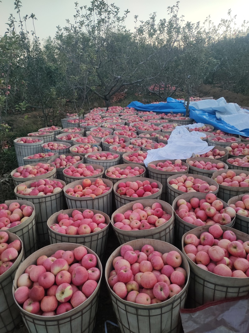寒富苹果辽宁苹果产地直发品质保障对接全国量大优惠