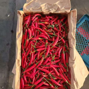 小米椒