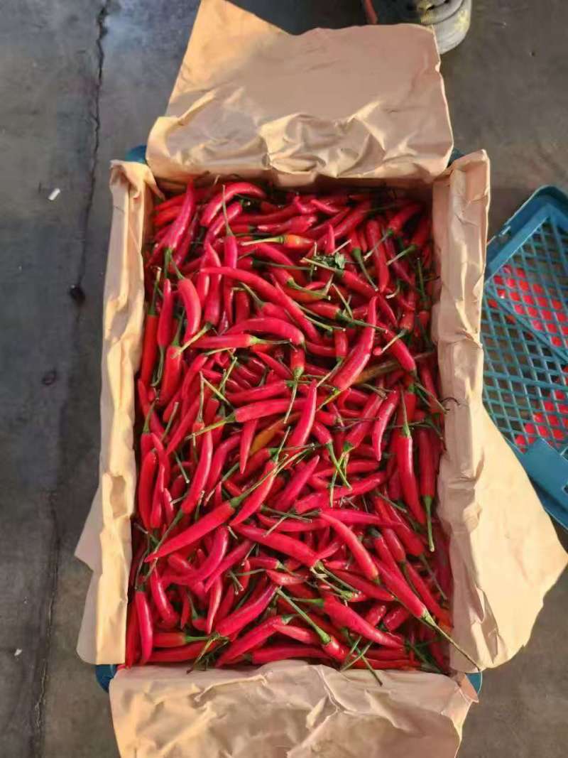 小米椒