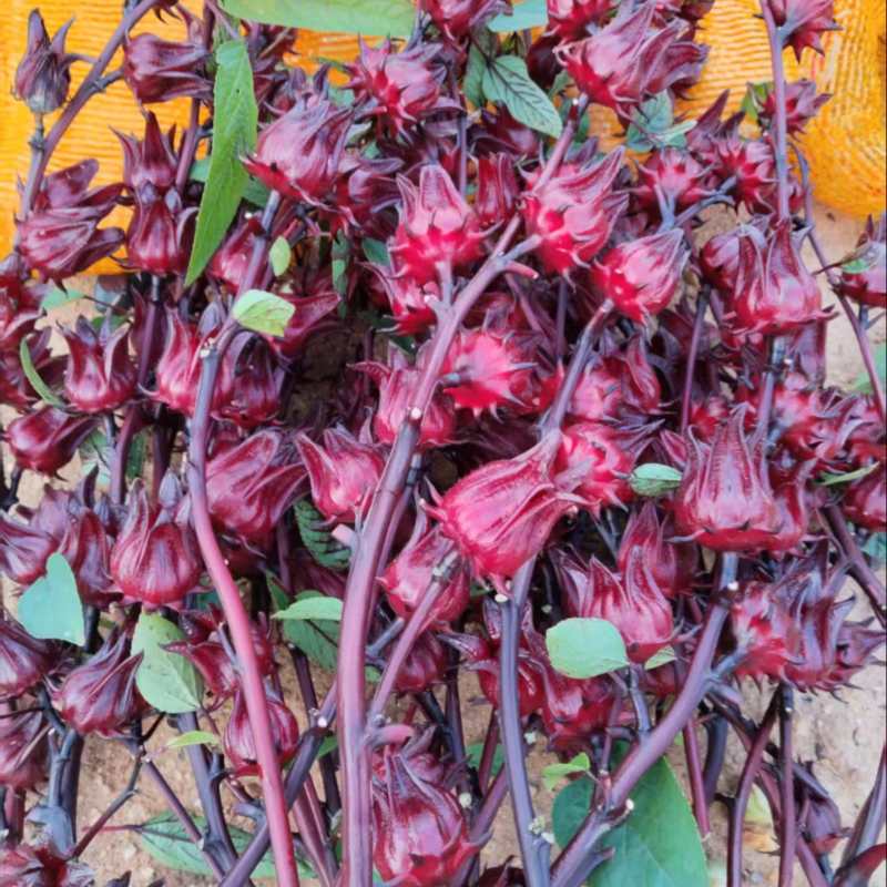 玫瑰茄、洛神花鲜货大量有货，全网代发，可视频看货