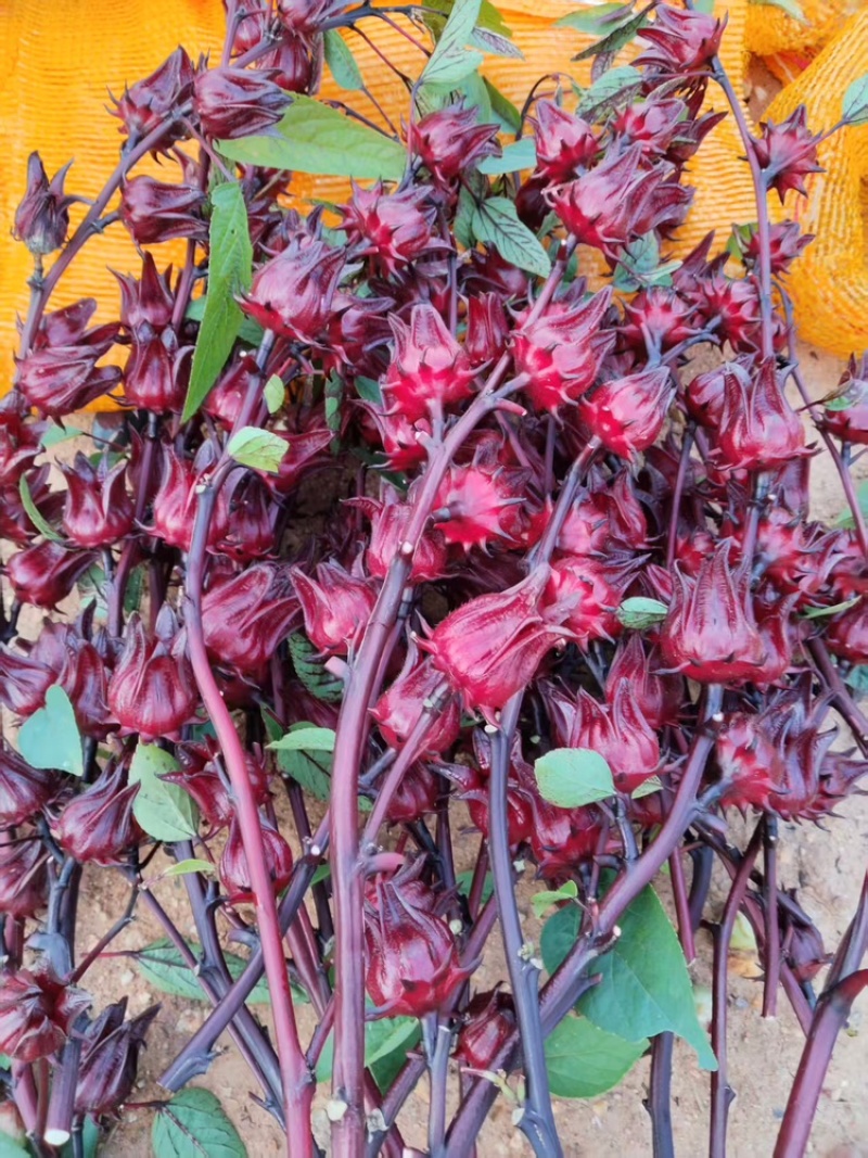 玫瑰茄、洛神花鲜货大量有货，全网代发，可视频看货