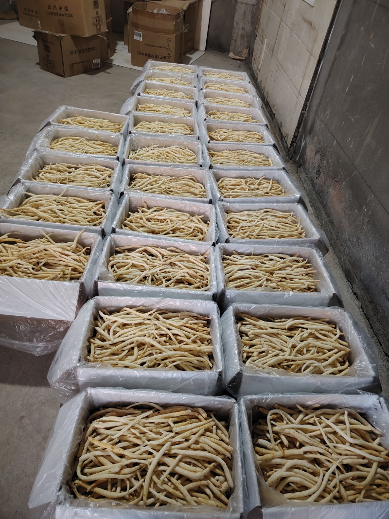 金堂川明参