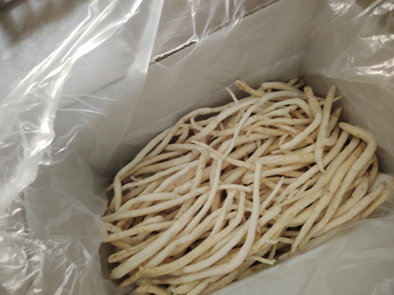 金堂川明参