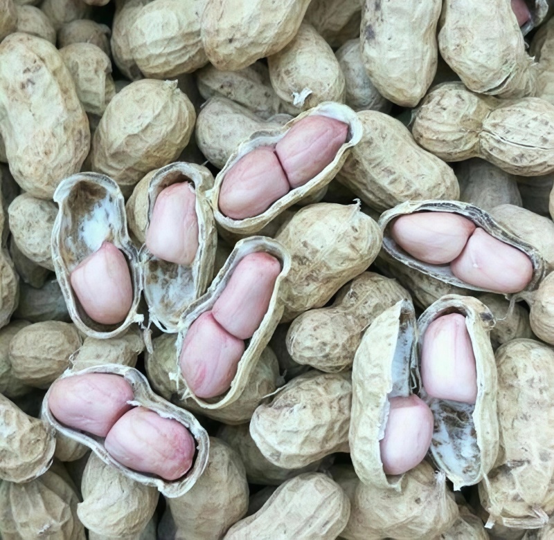 2025新花生批发下酒菜带壳熟花生
