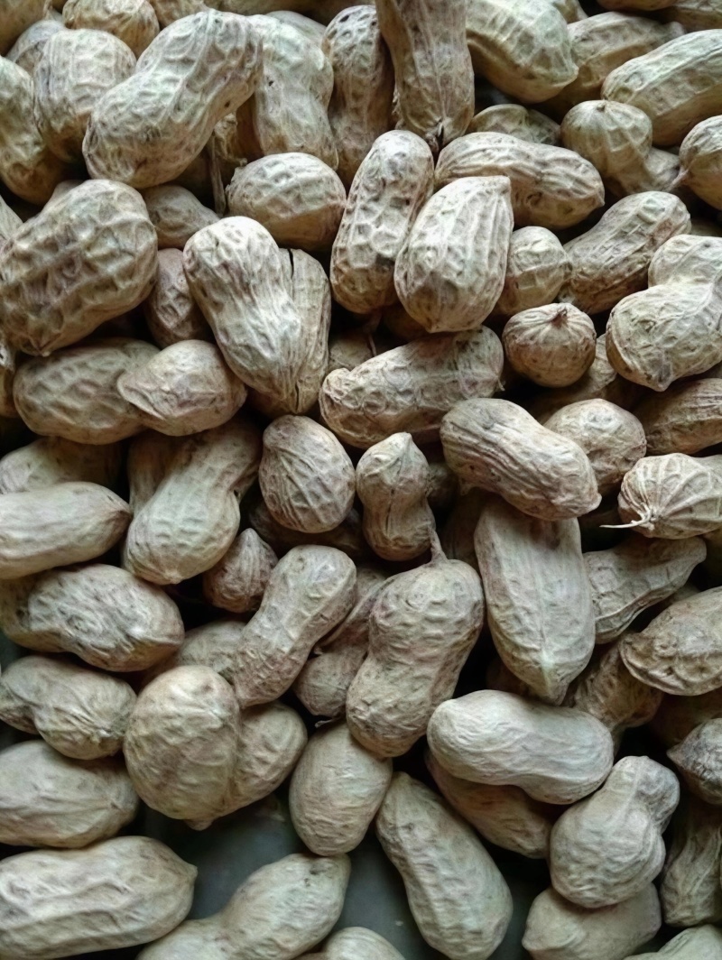 2025新花生批发下酒菜带壳熟花生