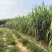 《广西黑皮甘蔗种苗》桂二种苗/基地现挖现发/全国发货