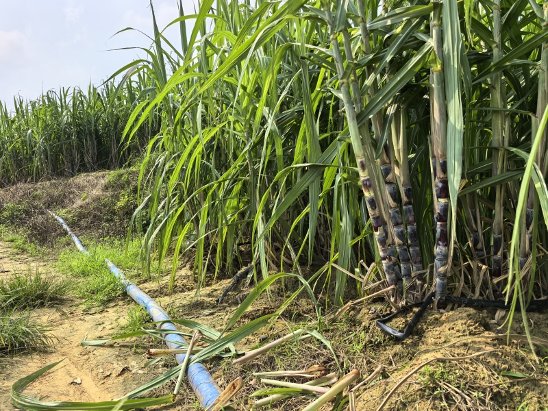 《广西黑皮甘蔗种苗》桂二种苗/基地现挖现发/全国发货