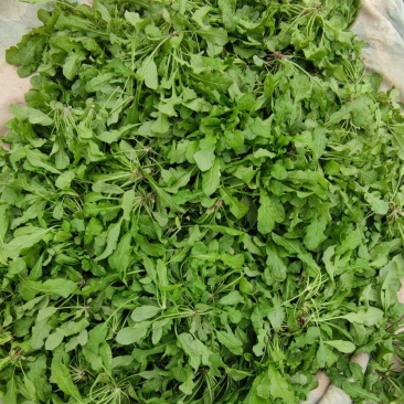 2025新鲜头茬荠菜一万亩大量上市