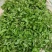 2025新鲜头茬荠菜一万亩大量上市