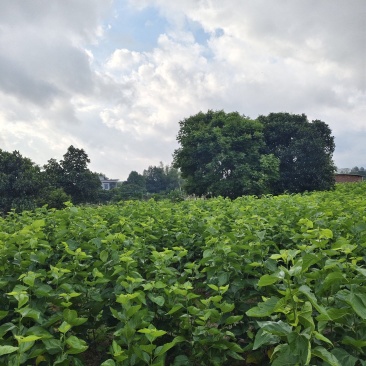 新鲜桑叶广东阳江市规模化种植基地（可长期大量供应）