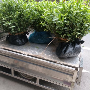 乌牛早茶菊苗成活率高免费技术指导欢迎来电详谈欢迎来电
