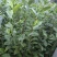 乌牛早茶菊苗成活率高免费技术指导欢迎来电详谈欢迎来电