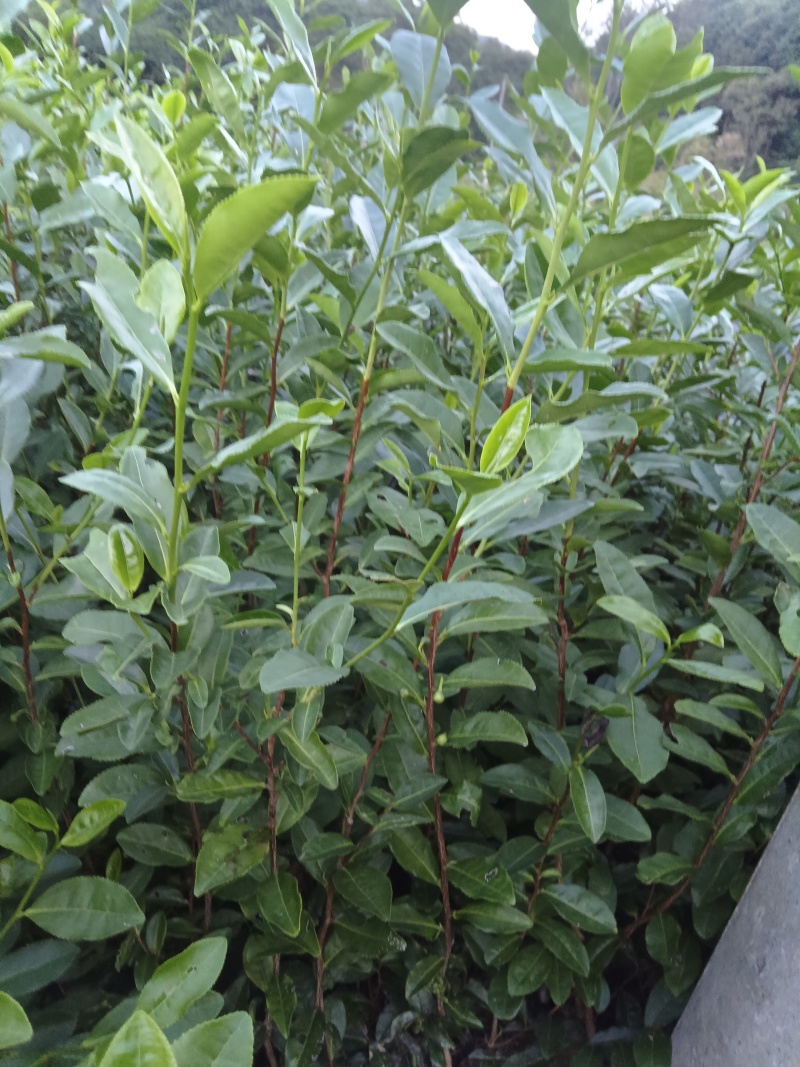 乌牛早茶菊苗成活率高免费技术指导欢迎来电详谈欢迎来电