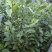 乌牛早茶菊苗成活率高免费技术指导欢迎来电详谈欢迎来电