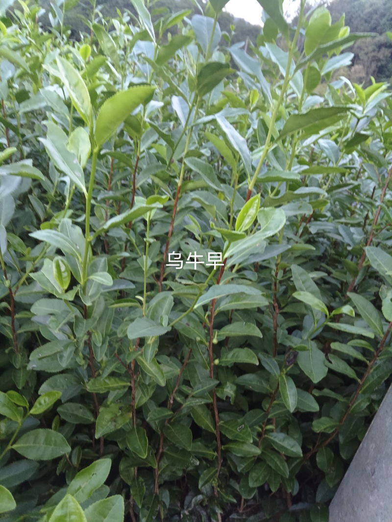 乌牛早茶菊苗成活率高免费技术指导欢迎来电详谈欢迎来电