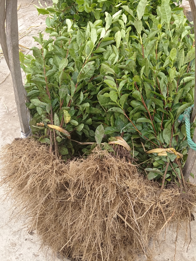 乌牛早茶菊苗成活率高免费技术指导欢迎来电详谈欢迎来电
