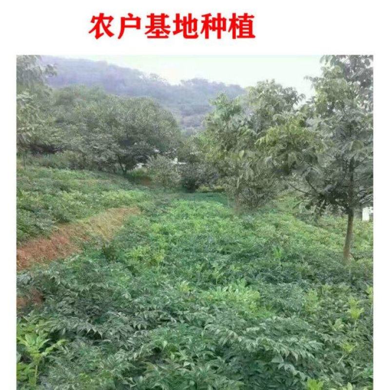 云南楚雄花魔芋种植基地直供现挖现发欢迎咨询合作