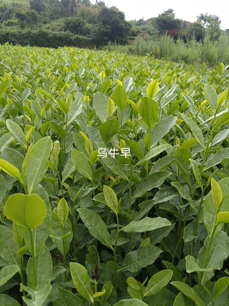乌牛早茶菊苗成活率高免费技术指导欢迎来电详谈欢迎来电