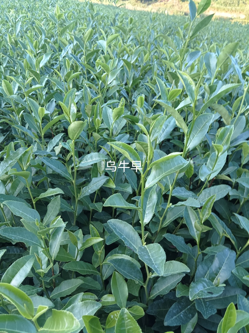 乌牛早茶菊苗成活率高免费技术指导欢迎来电详谈欢迎来电