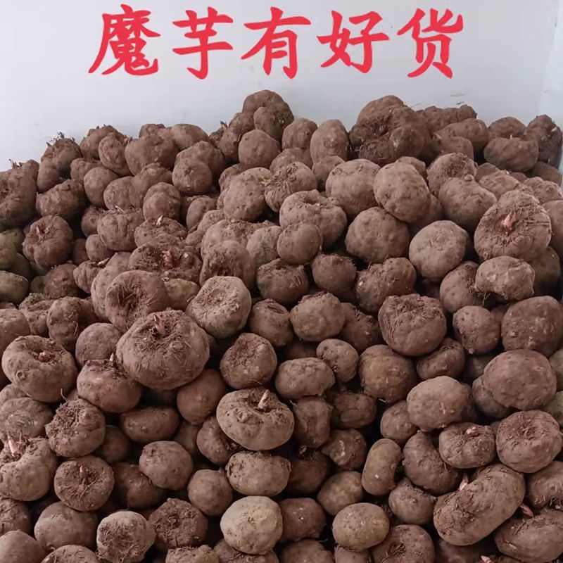 云南楚雄花魔芋种植基地直供现挖现发欢迎咨询合作