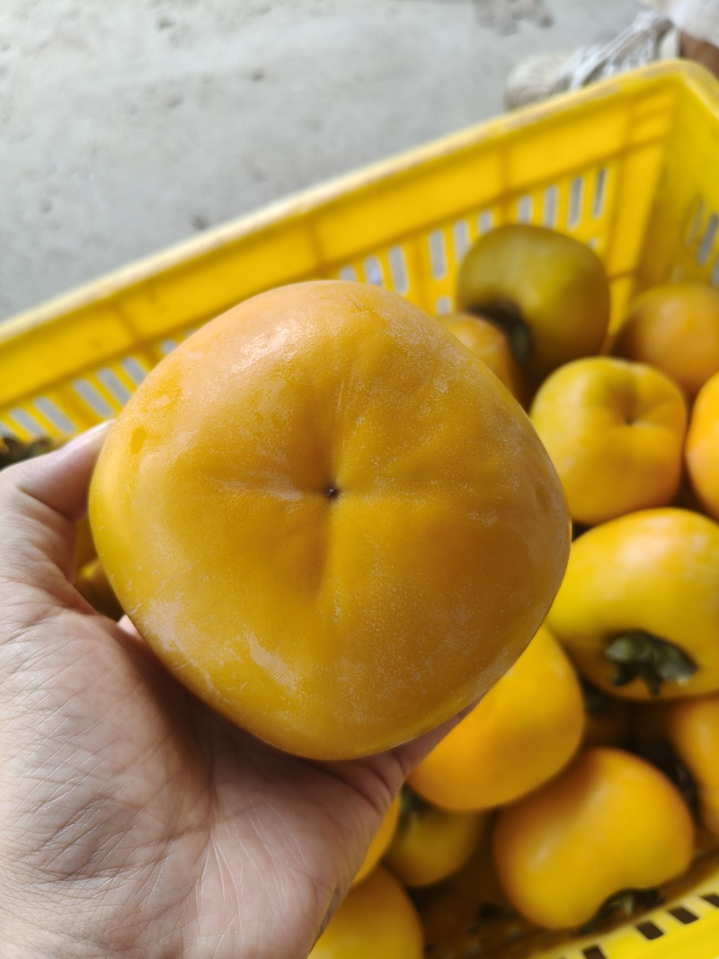桂林恭城脆柿