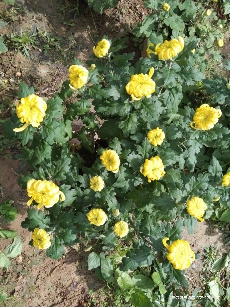 盆栽菊花