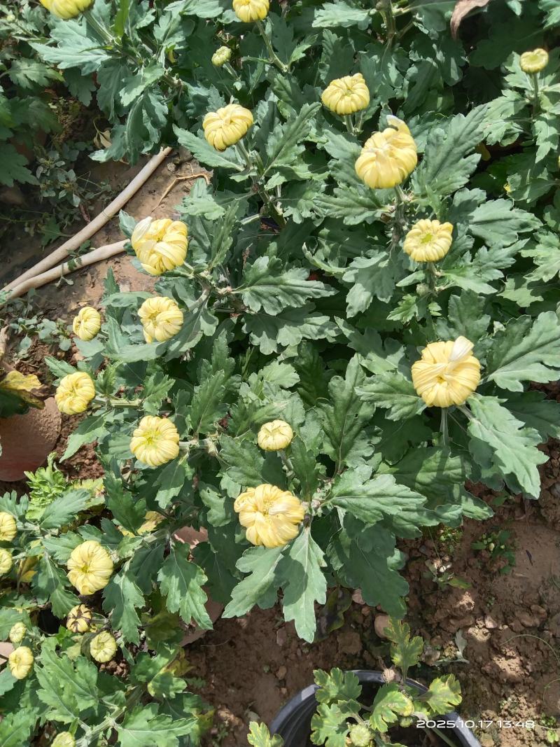 盆栽菊花