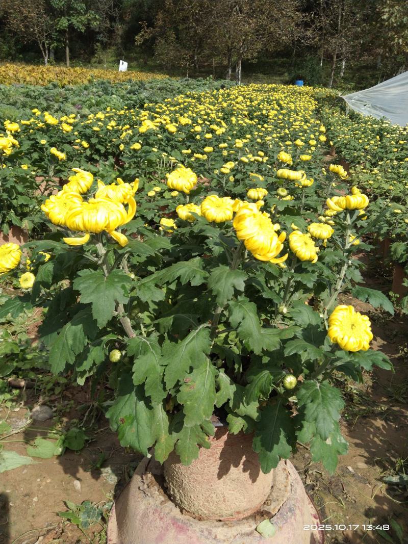 盆栽菊花