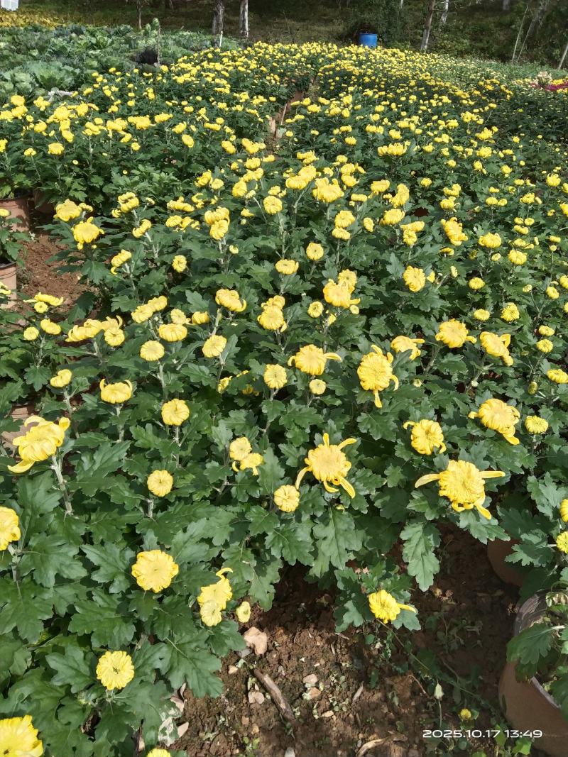 盆栽菊花
