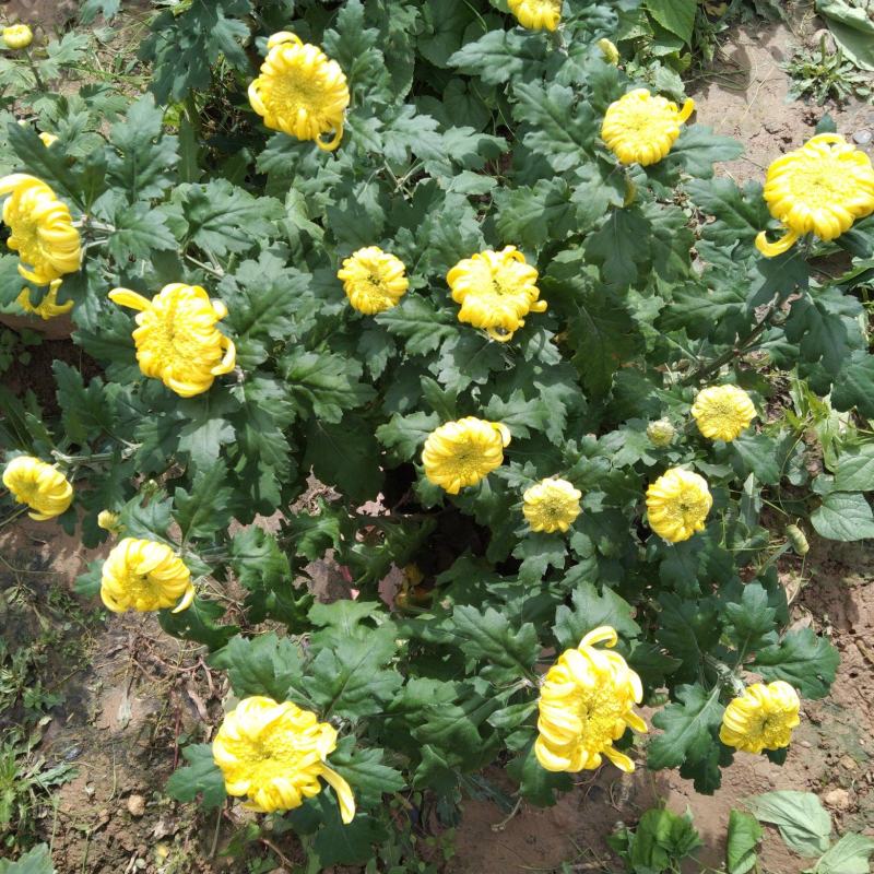 盆栽菊花