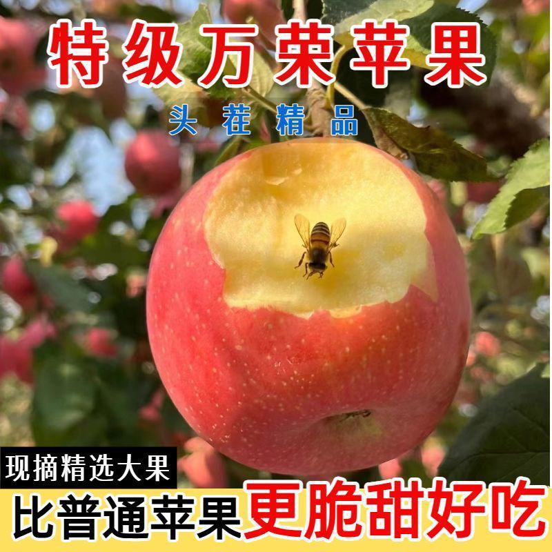 山西红富士苹果，产地一手货源，量大优惠脆甜多汁，欢迎合作