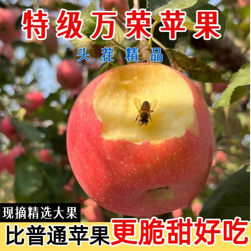 山西红富士苹果，产地一手货源，量大优惠脆甜多汁，欢迎合作