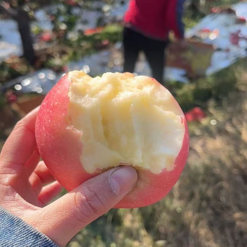 山西红富士苹果，产地一手货源，量大优惠脆甜多汁，欢迎合作