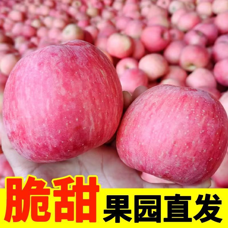 山西红富士苹果，产地一手货源，量大优惠脆甜多汁，欢迎合作
