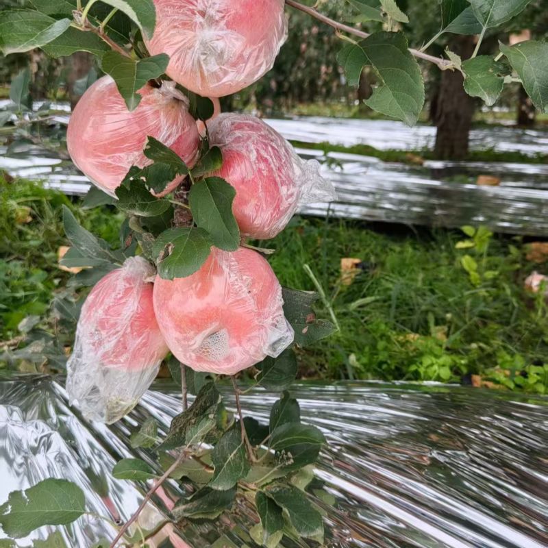 山西红富士苹果，产地一手货源，量大优惠脆甜多汁，欢迎合作