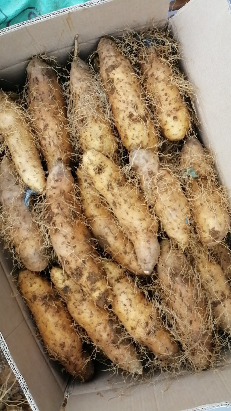 毛薯粉糯园地直发